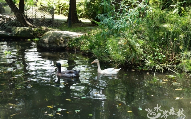 Landscape ecological pool