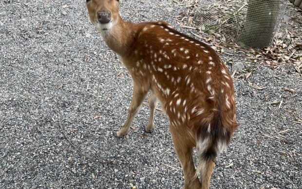 森林物語-動物園區