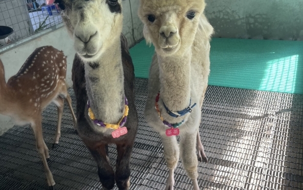 森林物語-動物園區