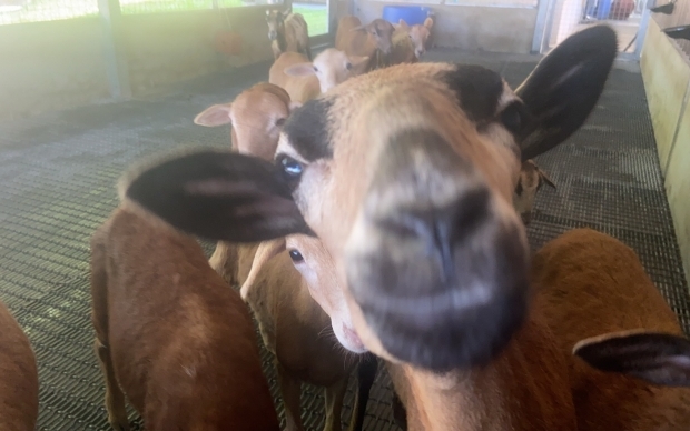 森林物語-動物園區