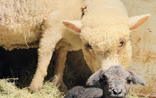 森林物語-動物園區