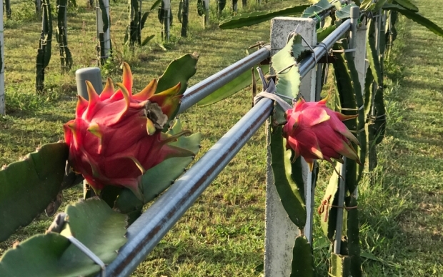 Organic dragon fruit orchard