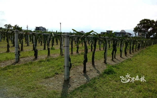 Organic dragon fruit orchard