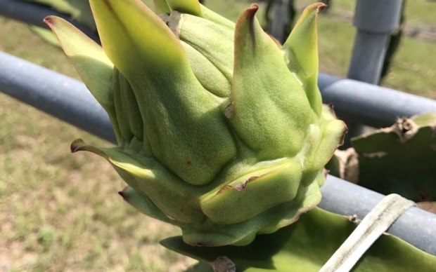 Organic dragon fruit orchard