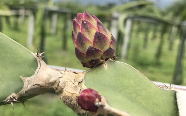 Organic dragon fruit orchard