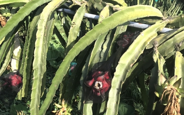 Organic dragon fruit orchard